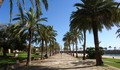 Destination Palma de Majorque palmiers