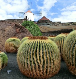 Destination Lanzarote cactus et moulin
