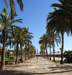 Destination Palma de Majorque palmiers
