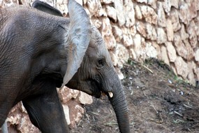 Cote d'Ivoire éléphant