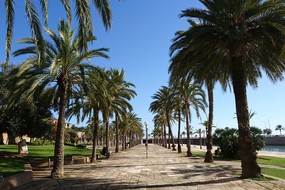 Destination Palma de Majorque palmiers