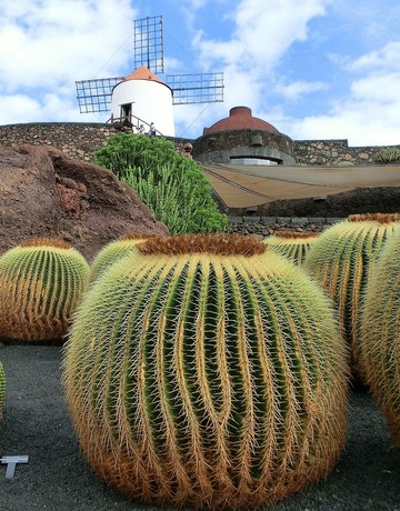 Destination Lanzarote cactus et moulin