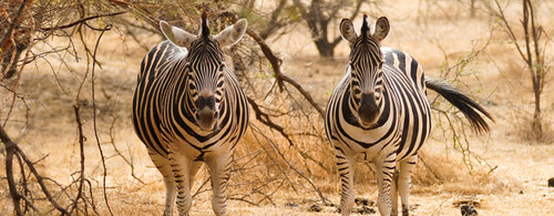 afrique zebres