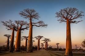 madagascar
