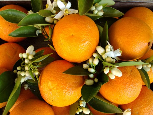 Destination Antalya oranges