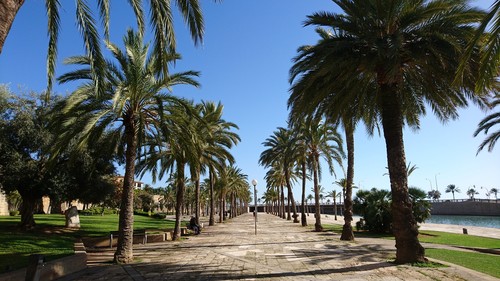 Destination Palma de Majorque palmiers