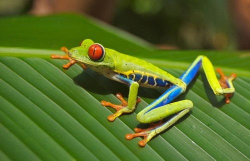 Destination San José Costa Rica grenouille