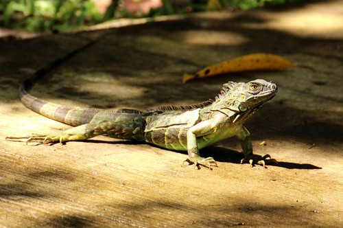 Destination San José Costa Rica lézard