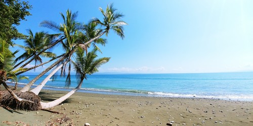Destination San José Costa Rica plage palmier