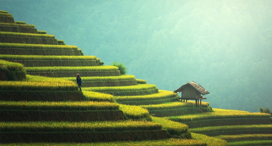 agriculture riz