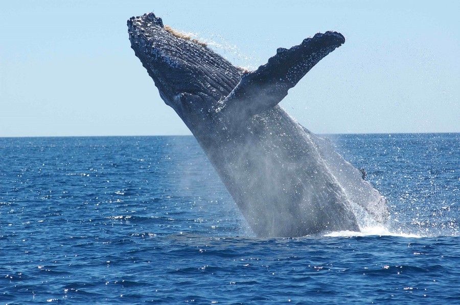Baleine à bosse qui saute hors de l'eau