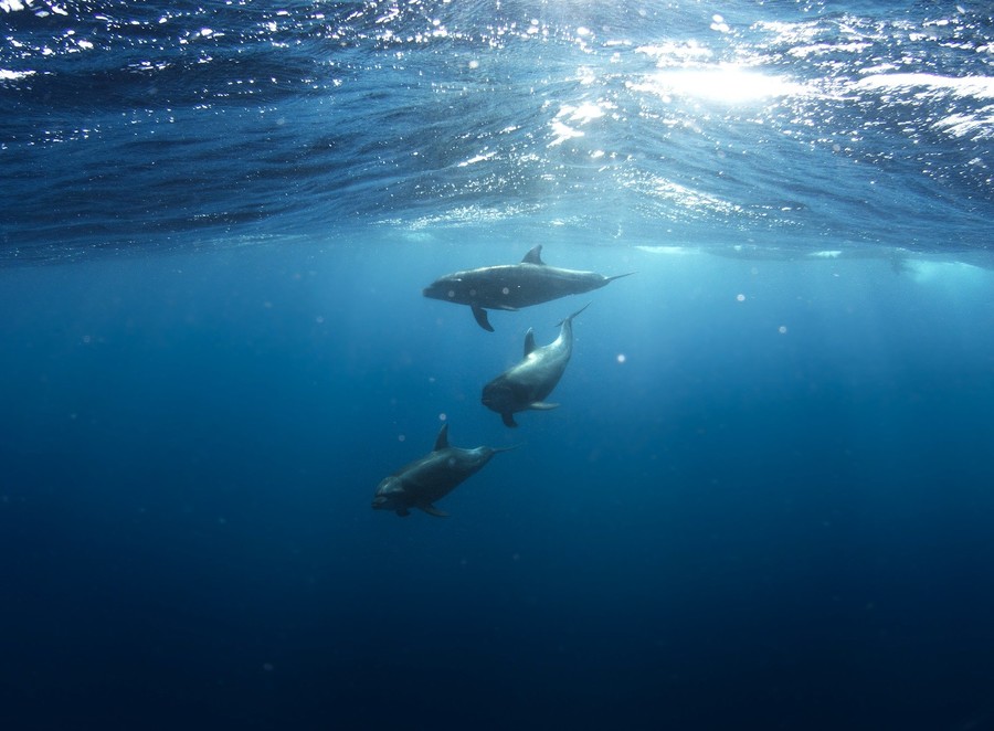 Dauphins nageant sous l'eau