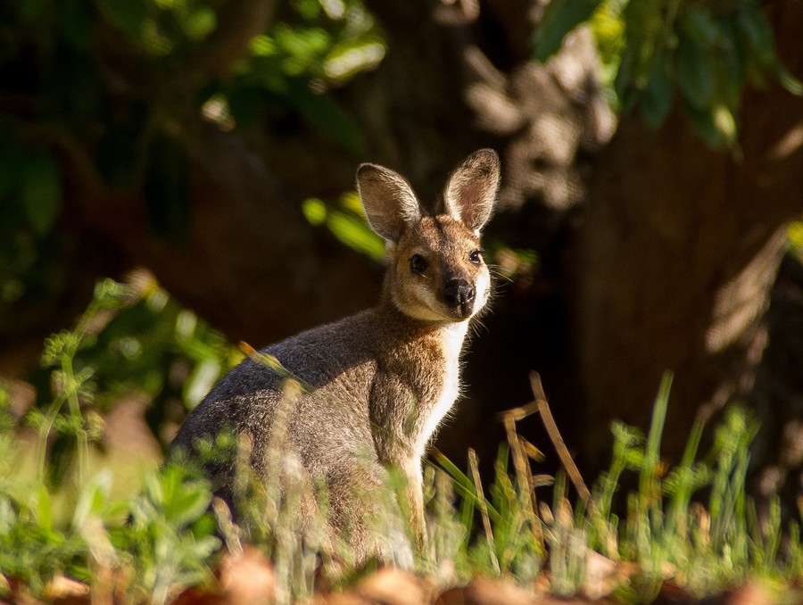 Destination Las Palmas Wallaby