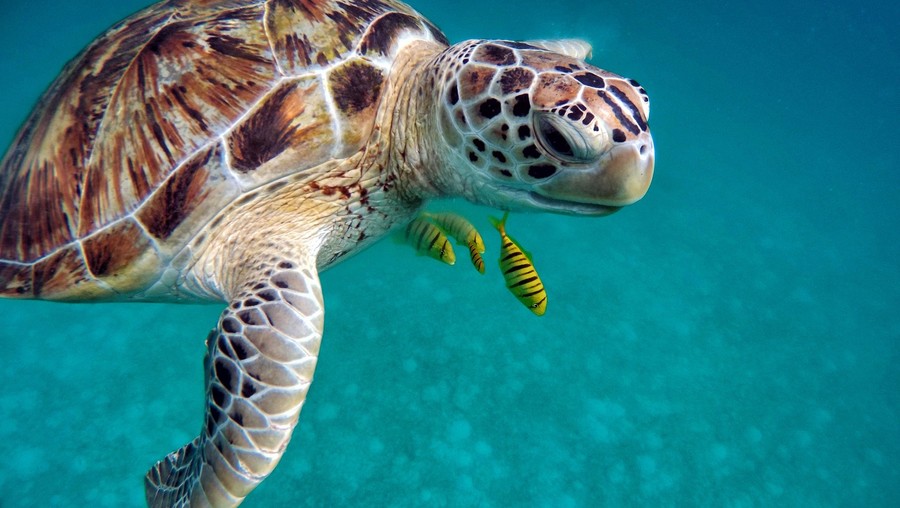 Destination Malé Maldives plongée tortue