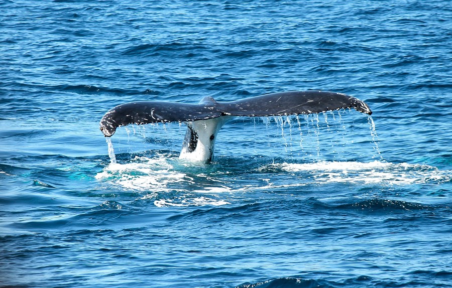 Destination Ténérife baleines