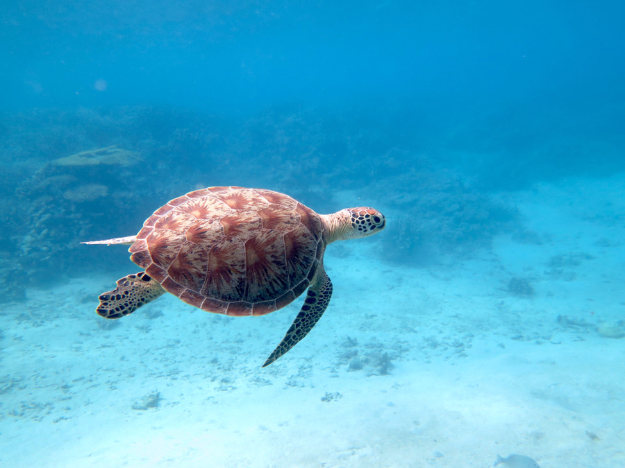 tortue_mayotte