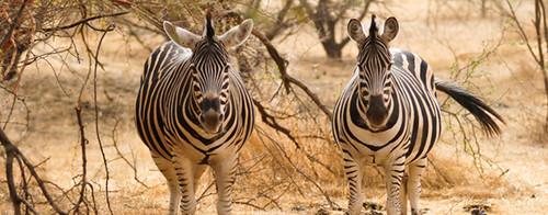 Dakar_safari_famille